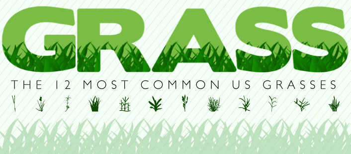 The 12 Most Common Grasses in the United States