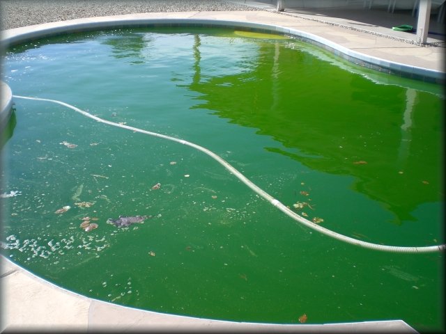 Nasty Green Pool