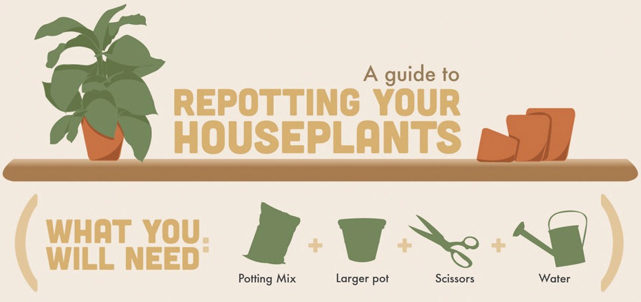 A Guide To Repotting Your Houseplants