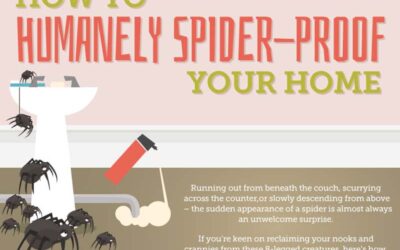 How To Humanely Spider-Proof Your Home