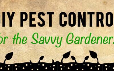 DIY Pest Control for the Savvy Gardener