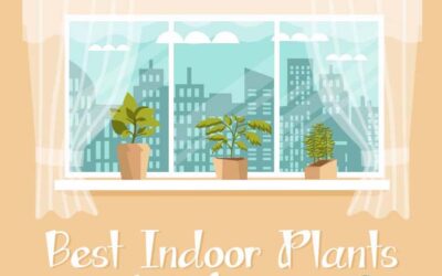 Best Indoor Plants to Buy