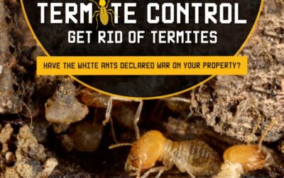 Termite Control: Get Rid of Termites