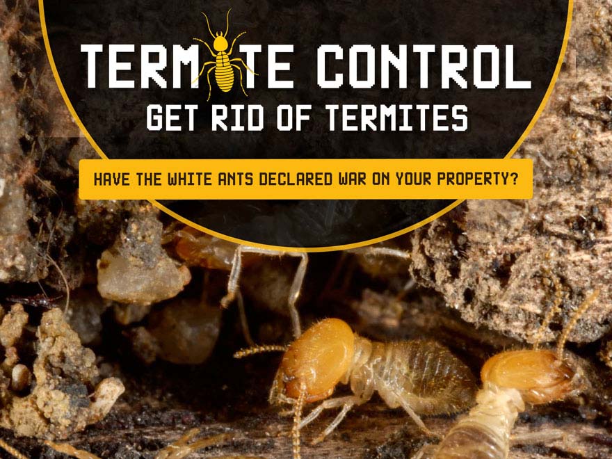Termite Control Get Rid Of Termites Termite Control Get Rid Of Termites
