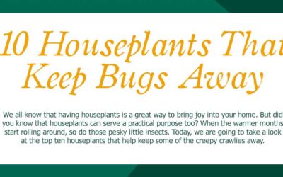 10 Houseplants That Keep Bugs Away